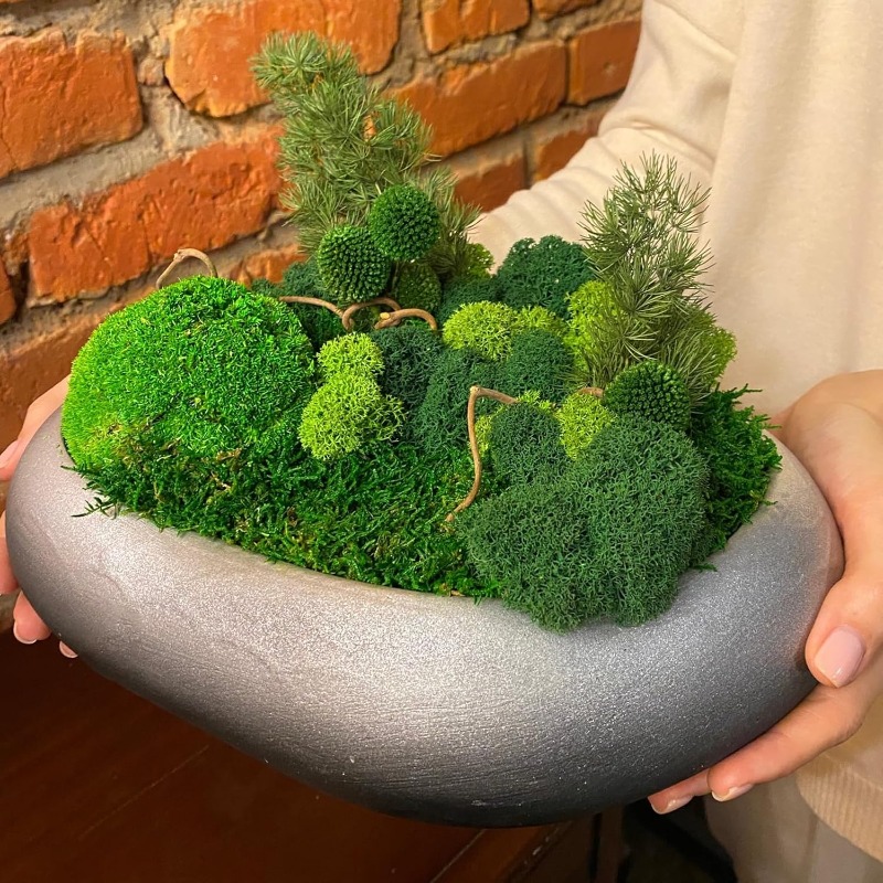 Tanaman Lumut Hijau Buatan unt - Sphagnum Moss Dry ulasan dan harga