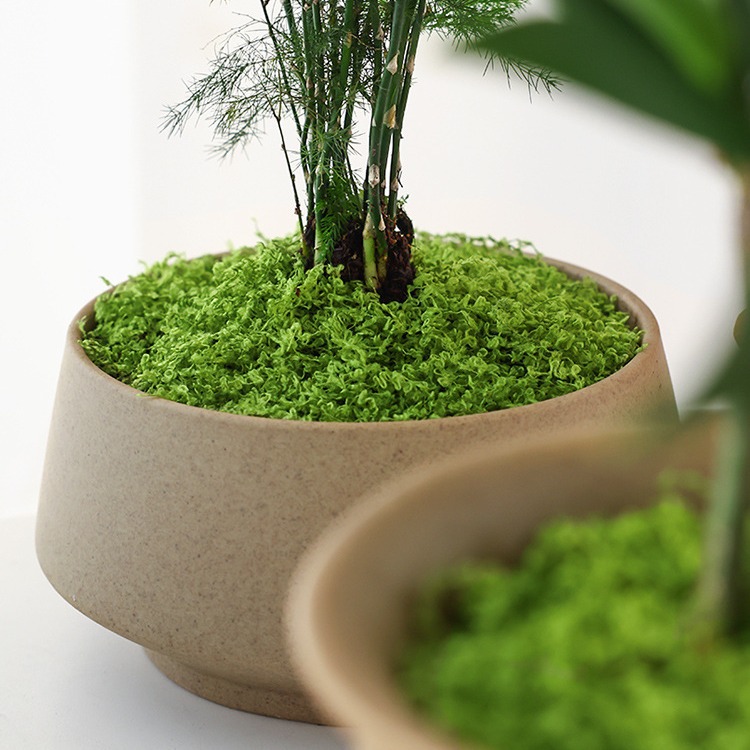Rumput Buatan Realistis Ukuran - Sphagnum Moss Dry ulasan dan harga